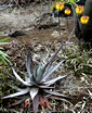 Aloe capitata